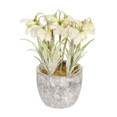 18CM FROSTED SNOWDROP X 6 IN POT