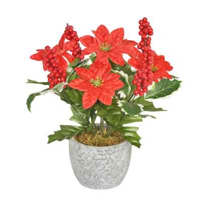 20CM RED POINSETTIA HOLLY BERRY X 9 IN POT