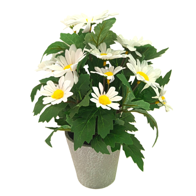 30CM DAISY FOLIAGE IN POT