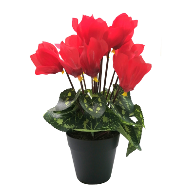 28CM RED CYCLAMEN IN POT