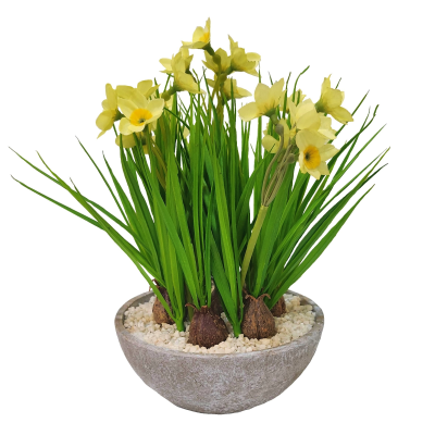 27CM NARCISSUS X 7 IN BOWL