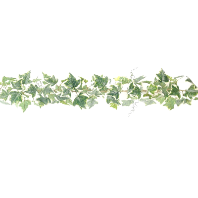 180CM VARIEGATED IVY X 152 LEAF CHAIN LINK GA