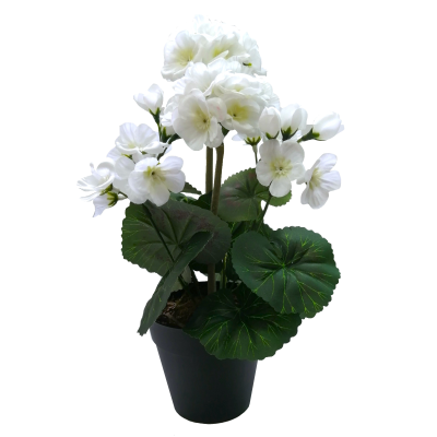31CM CREAM GERANIUM IN POT