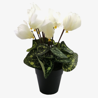 28CM CREAM CYCLAMEN IN POT